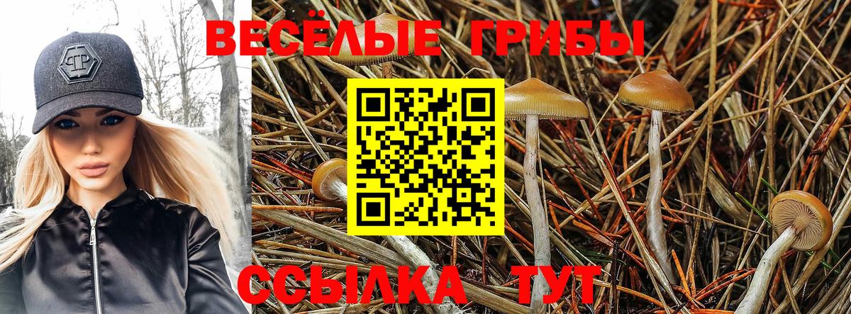 Псилоцибиновые грибы мицелий Лабинск